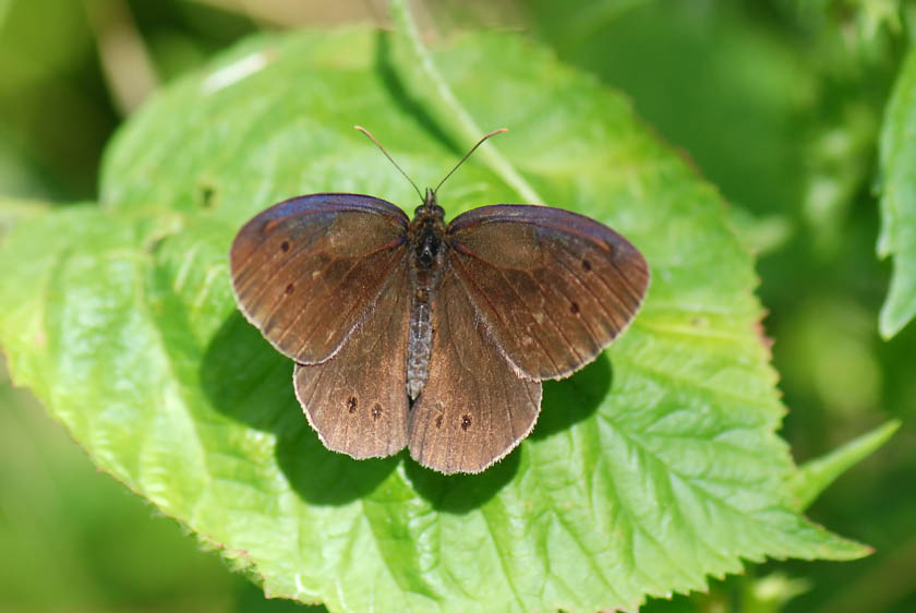 Aphantopus hyperantus del Vicentino